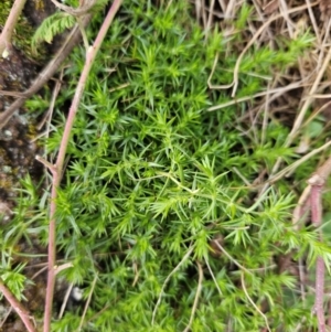 Stellaria pungens at Kambah, ACT - 10 Jul 2024 02:42 PM