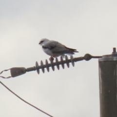 Elanus axillaris (Black-shouldered Kite) at Environa, NSW - 10 Jul 2024 by RodDeb