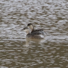 Poliocephalus poliocephalus (Hoary-headed Grebe) at Tralee, NSW - 10 Jul 2024 by RodDeb