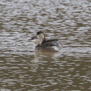 Poliocephalus poliocephalus at Tralee, NSW - 10 Jul 2024