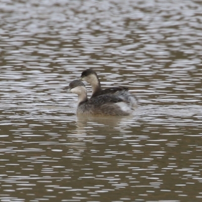 Poliocephalus poliocephalus (Hoary-headed Grebe) at Tralee, NSW - 10 Jul 2024 by RodDeb