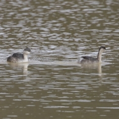 Poliocephalus poliocephalus at Tralee, NSW - 10 Jul 2024