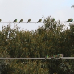 Psephotus haematonotus at Tralee, NSW - 10 Jul 2024