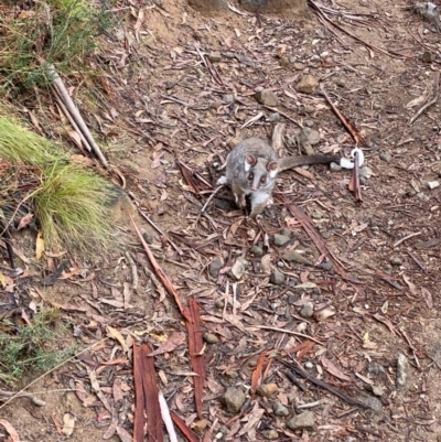 Pseudocheirus peregrinus (Common Ringtail Possum) at Ngarigo, NSW - 10 May 2024 by courtneyb