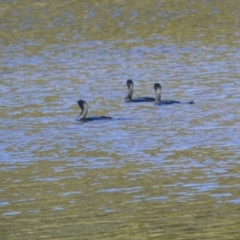 Phalacrocorax sulcirostris (Little Black Cormorant) at Gerroa, NSW - 10 Jul 2024 by plants