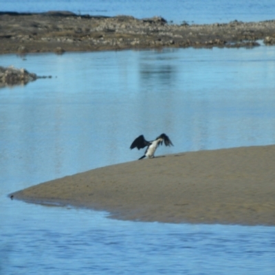 Microcarbo melanoleucos (Little Pied Cormorant) at Gerroa, NSW - 10 Jul 2024 by plants