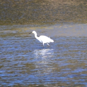 Egretta garzetta at Gerroa, NSW - 11 Jul 2024 01:48 AM