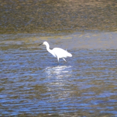 Egretta garzetta (Little Egret) at Gerroa, NSW - 10 Jul 2024 by plants