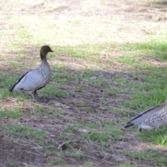 Chenonetta jubata (Australian Wood Duck) at Gerroa, NSW - 10 Jul 2024 by plants