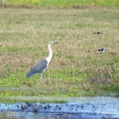 Ardea pacifica (White-necked Heron) at Berry, NSW - 11 Jul 2024 by plants