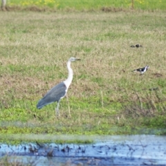 Ardea pacifica (White-necked Heron) at Berry, NSW - 10 Jul 2024 by plants