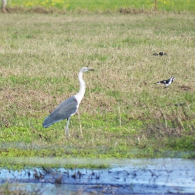 Ardea pacifica (White-necked Heron) at Berry, NSW - 11 Jul 2024 by plants