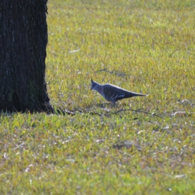 Ocyphaps lophotes (Crested Pigeon) at Berry, NSW - 10 Jul 2024 by plants