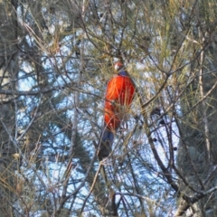 Platycercus elegans (Crimson Rosella) at Berry, NSW - 10 Jul 2024 by plants