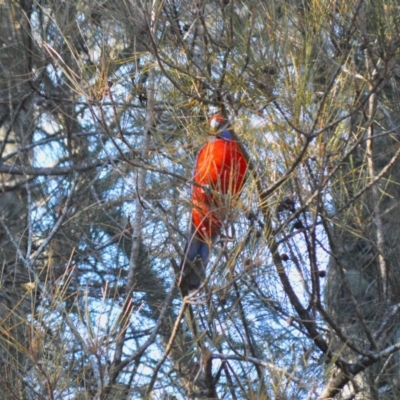 Platycercus elegans (Crimson Rosella) at Berry, NSW - 10 Jul 2024 by plants