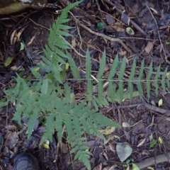 Christella dentata (Binung) at Bundewallah, NSW - 10 Jul 2024 by plants