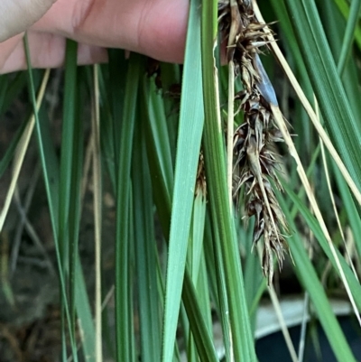 Gahnia aspera (Red-berried Saw-sedge) at Yenda, NSW - 23 Jun 2024 by Tapirlord