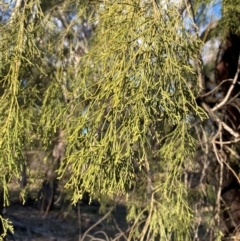 Exocarpos cupressiformis (Cherry Ballart) at Yenda, NSW - 23 Jun 2024 by Tapirlord