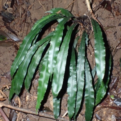 Blechnum patersonii subsp. patersonii (Strap Water Fern) at Bellawongarah, NSW - 10 Jul 2024 by plants