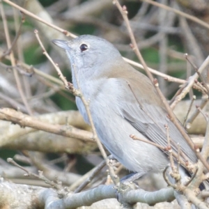 Colluricincla harmonica at Braidwood, NSW - 10 Jul 2024 09:46 AM