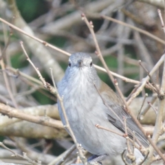 Colluricincla harmonica at Braidwood, NSW - 10 Jul 2024 09:46 AM