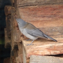 Colluricincla harmonica at Braidwood, NSW - 10 Jul 2024 09:46 AM