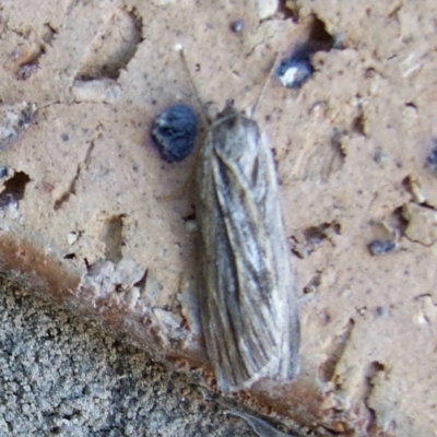 Ciampa arietaria (Brown Pasture Looper Moth) at Bridgewater on Loddon, VIC - 22 Apr 2010 by WendyEM