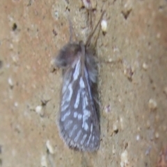 Fraus polyspila (Chequered Fraus) at Bridgewater on Loddon, VIC - 22 Apr 2010 by WendyEM