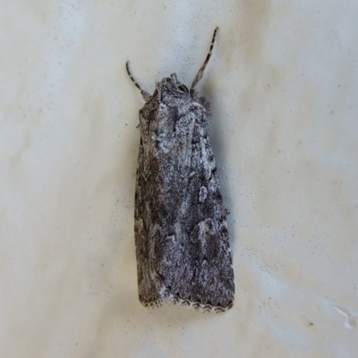 Ectopatria undescribed species at Bridgewater on Loddon, VIC - 22 Apr 2010 by WendyEM