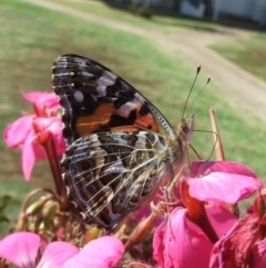 Vanessa kershawi (Australian Painted Lady) at Bridgewater on Loddon, VIC - 22 Apr 2010 by WendyEM