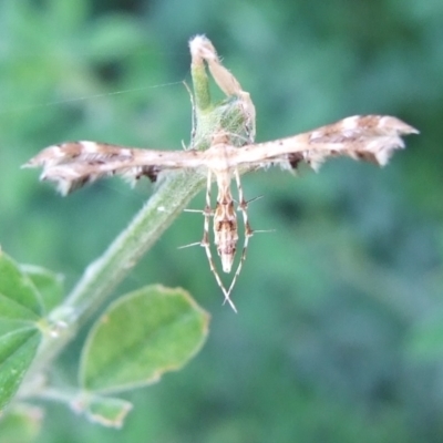 Sphenarches anisodactylus (Geranium Plume Moth) at Bridgewater on Loddon, VIC - 22 Apr 2010 by WendyEM