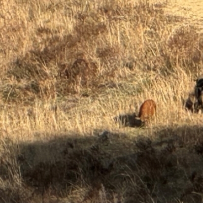 Sus scrofa (Pig (feral)) at Conder, ACT - 1 Jul 2024 by Netteso