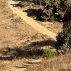 Sus scrofa at Conder, ACT - suppressed