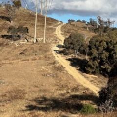 Sus scrofa at Conder, ACT - suppressed