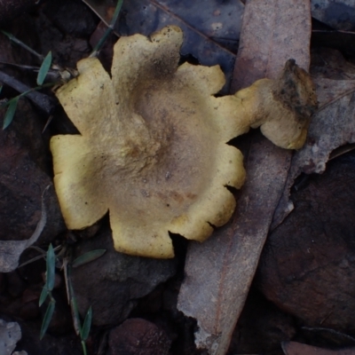 Scleroderma cepa at Bodalla, NSW - 11 Jul 2024 by Bushrevival