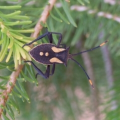 Mictis profana at Ouyen, VIC - 26 Apr 2010 by WendyEM