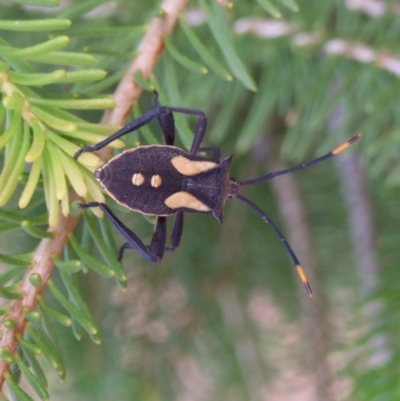 Mictis profana at Ouyen, VIC - 26 Apr 2010 by WendyEM