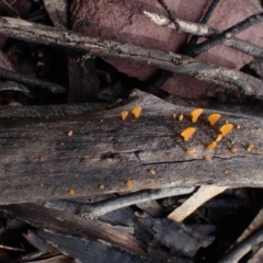 Dacryopinax spathularia (Dacryopinax spathularia) at Eurobodalla, NSW - 11 Jul 2024 by Bushrevival