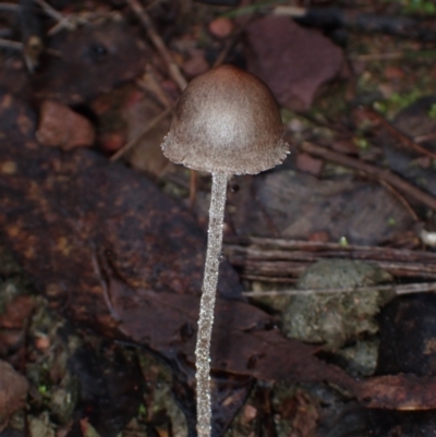 Unidentified Cap on a stem; gills below cap [mushrooms or mushroom-like] at Eurobodalla, NSW - 11 Jul 2024 by Bushrevival