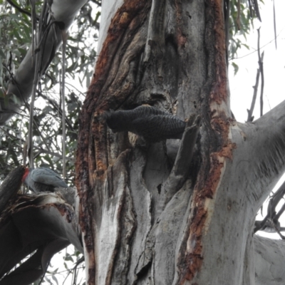 Callocephalon fimbriatum (Gang-gang Cockatoo) at Acton, ACT - 10 Jul 2024 by HelenCross