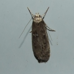 Endrosis sarcitrella at Donald, VIC - 26 Apr 2010 by WendyEM