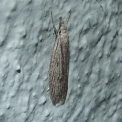 Phryganeutis cinerea (Chezala Group moth) at Donald, VIC - 26 Apr 2010 by WendyEM