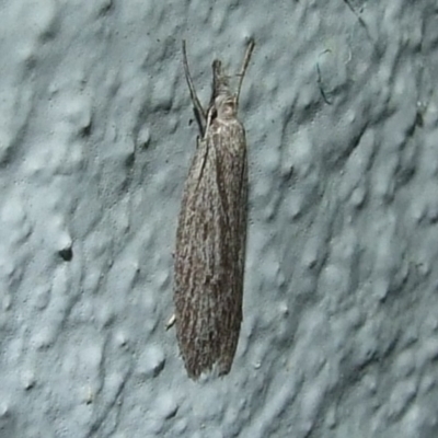 Phryganeutis cinerea (Chezala Group moth) at Donald, VIC - 26 Apr 2010 by WendyEM