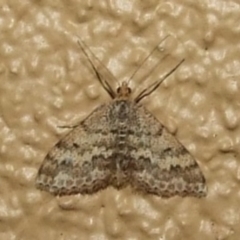 Scopula rubraria (Reddish Wave, Plantain Moth) at Donald, VIC - 26 Apr 2010 by WendyEM