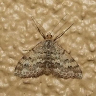 Scopula rubraria (Reddish Wave, Plantain Moth) at Donald, VIC - 26 Apr 2010 by WendyEM