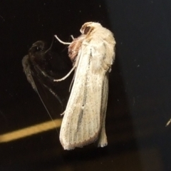 Leucania diatrecta (A Noctuid moth) at Donald, VIC - 26 Apr 2010 by WendyEM