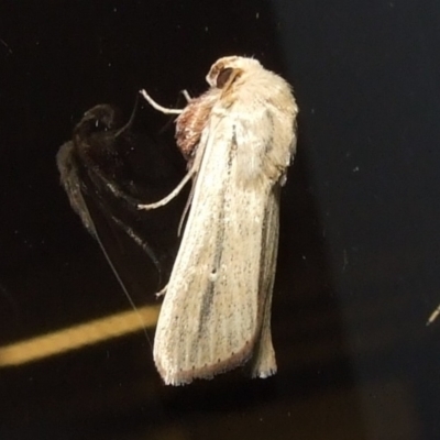 Leucania diatrecta (A Noctuid moth) at Donald, VIC - 26 Apr 2010 by WendyEM