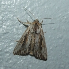 Persectania ewingii (Southern Armyworm) at Donald, VIC - 26 Apr 2010 by WendyEM