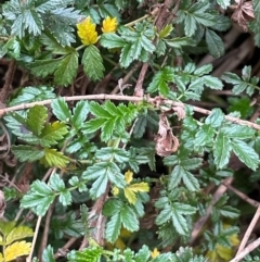 Acaena novae-zelandiae (Bidgee Widgee) at Watson, ACT - 7 Jul 2024 by Clarel