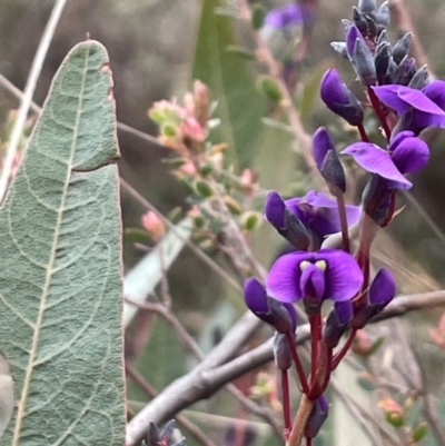 Hardenbergia violacea (False Sarsaparilla) at Watson, ACT - 7 Jul 2024 by Clarel